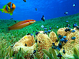 Makadi Bay Foto Reiseführer  Unglaubliche Artenvielfalt im Roten Meer