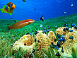 El Quseir - Rotes Meer (Makadi Bay)