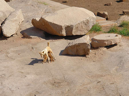 Hund