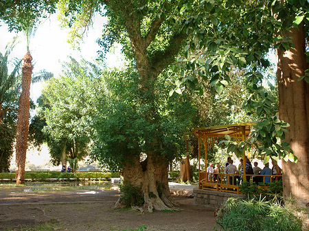 Foto Bäume - Aswan