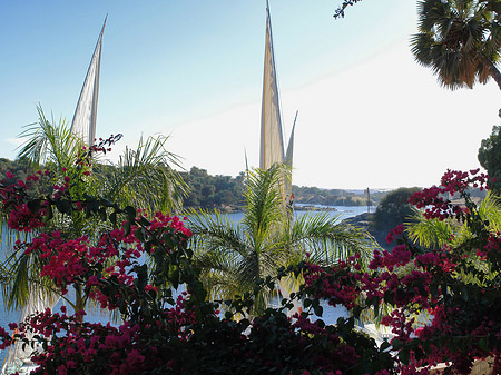 Foto Blumen - Aswan