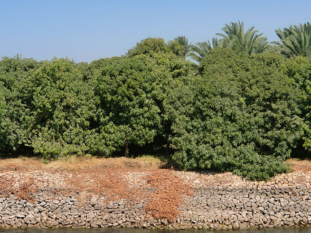 Foto Plantagen