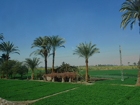 Foto Fahrt von den Kolossen nach Luxor - 