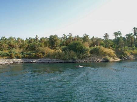 Palmen