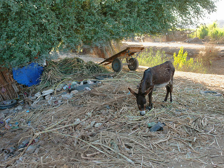 Foto Tiere