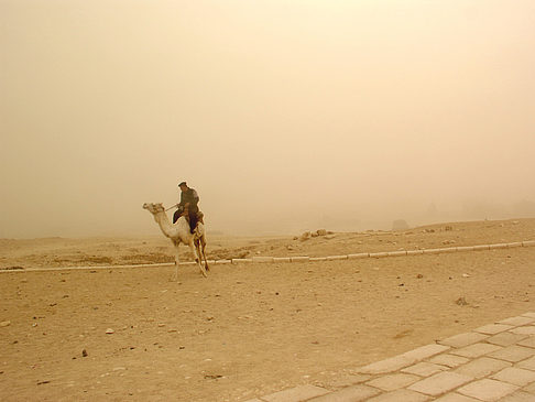 Foto Kamel - 